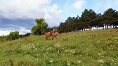 Sevimli genç colt, kahverengi yele ve mare güneşli bir yaz gününde orman yakınındaki yeşil çim mera üzerinde çalışan.