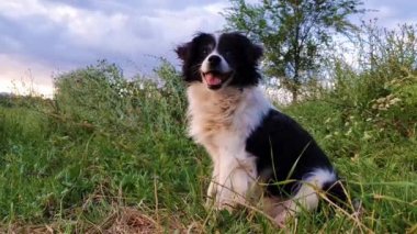 Mutlu sınır collie köpek güneşli bir günün sessizliği zevk etrafına bakarak doğanın ortasında çim üzerinde oturan.
