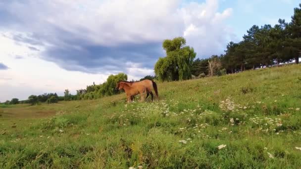 Aranyos Fiatal Colt Barna Sörény Mare Fut Zöld Legelő Erdő — Stock videók