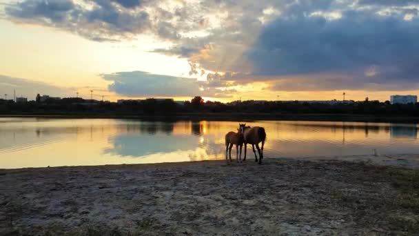Dos Caballos Marrones Potro Joven Madre Bebiendo Agua Sobre Fondo — Vídeos de Stock