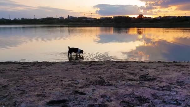 Happy Border Collie Drinking Water Pond Sunset Background Reflection Lake — Stock Video