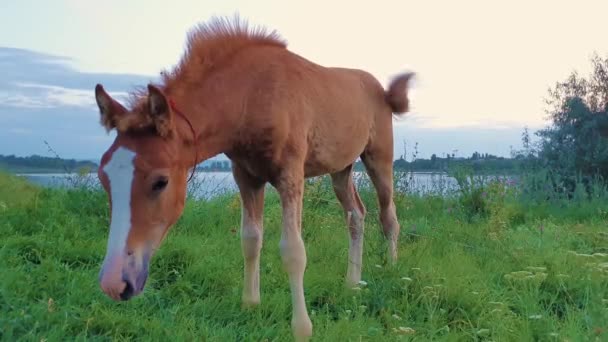 Bébé poulain drôle regardant curieux et attentif à la caméra tout en pâturant l'herbe sur un pâturage près du lac dans une journée d'été ensoleillée .