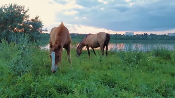 Curieux bébé poulain se tournant vers la caméra tout en pâturant l'herbe sur un pâturage avec sa jument mère, sur fond de coucher de soleil près du lac, dans une journée d'été ensoleillée .