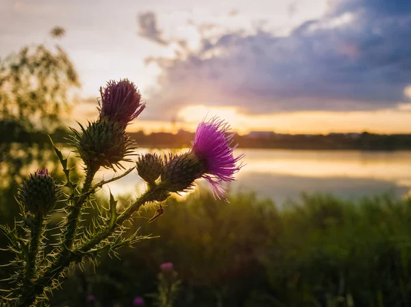 일몰 하늘 배경 위에 창 엉겅퀴 보라색 꽃입니다. 서경 (것) — 스톡 사진