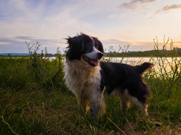 Portrait of joyful dog standing outdoors, on a green field, over