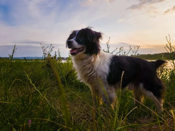 Cão alegre que anda ao ar livre em uma noite de verão, está em um gre — Fotografia de Stock