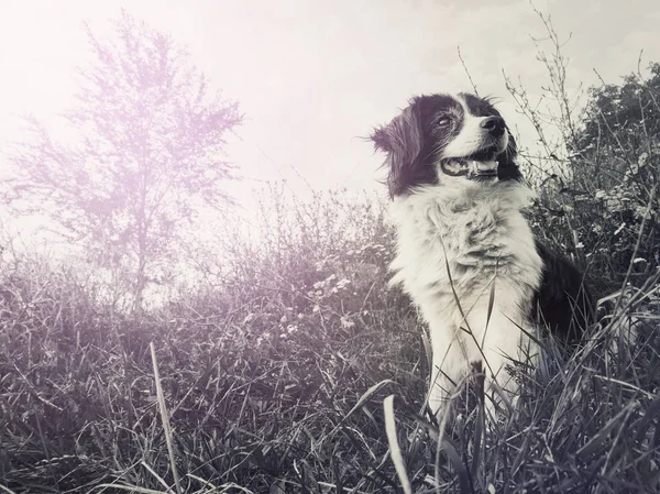 Schwarz-weißes Porträt eines glücklichen Border Collie Hundes — Stockfoto