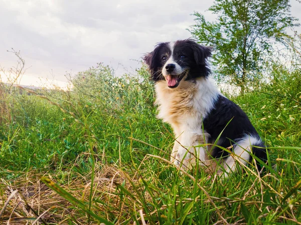 Happy Border Collie hund sittande på landsbygden grönt gräs Fi — Stockfoto