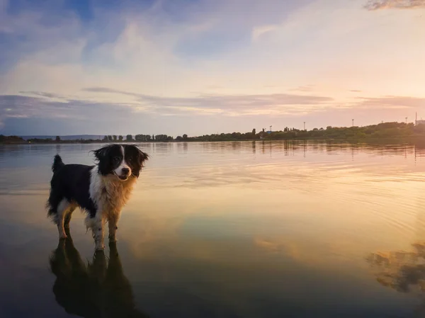 太陽の上の池の水の中に立つボーダーコリー犬の肖像画 — ストック写真