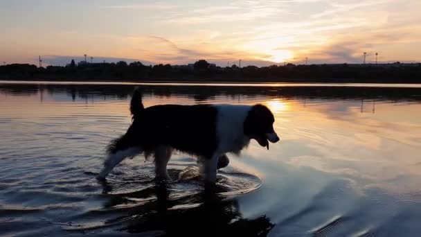 Happy Dog Uppfriskande Som Promenader Dammen Vatten Över Solnedgången Bakgrund — Stockvideo