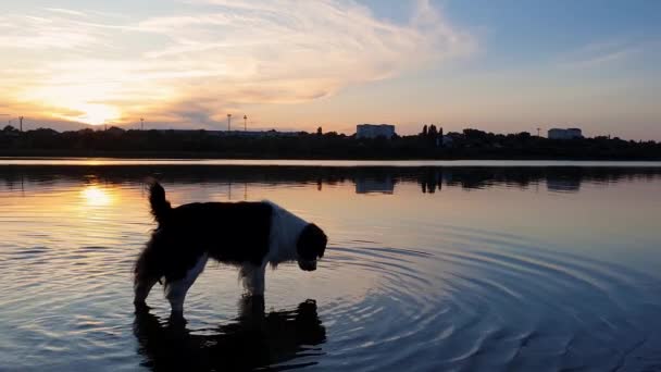 快乐的狗清爽作为饮用水从池塘日落背景与反射在湖面 宠物浇水 享受日落的寂静 — 图库视频影像