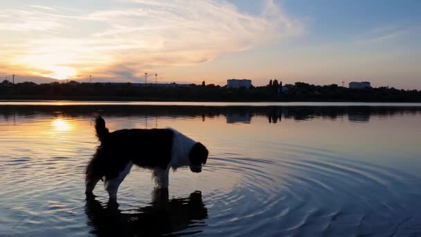 Boldog Kutya Frissítő Mint Iszik Víz Ból Egy Felső Naplemente — Stock videók