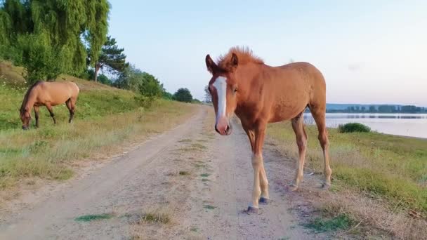 Filhote Potro Engraçado Olhando Curioso Atento Câmera Uma Estrada Rural — Vídeo de Stock