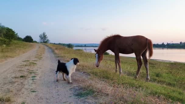 Concepto Comunicación Animal Como Potro Joven Cachorro Que Intercambia Miradas — Vídeos de Stock