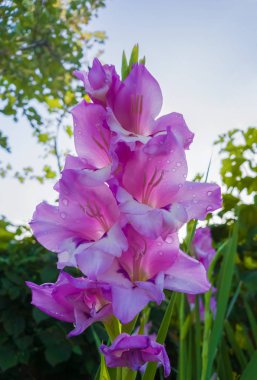 Mor pembe gladiolus Priscilla yaprakları üzerinde narin çiğ damla