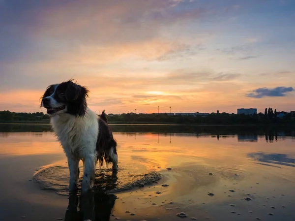 Happy dog uppfriskande som promenader i dammen vatten över solnedgången ba — Stockfoto