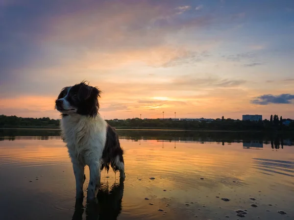 Porträtt av allvarliga och uppmärksamma Border Collie hund stående i — Stockfoto