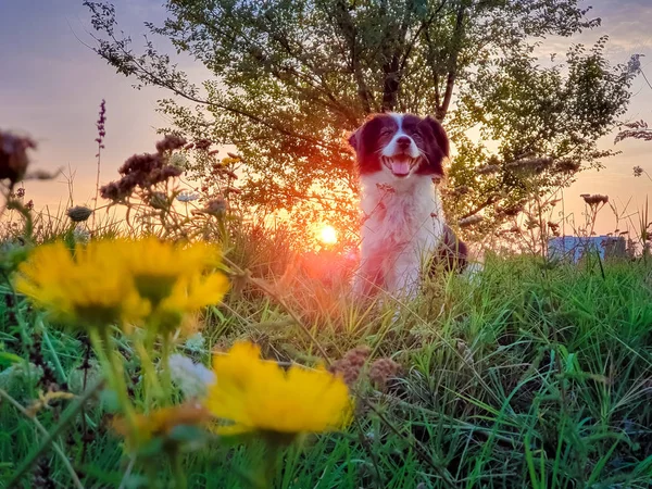 Porträtt av en hund poserar i naturen på en sommar blommande MEA — Stockfoto