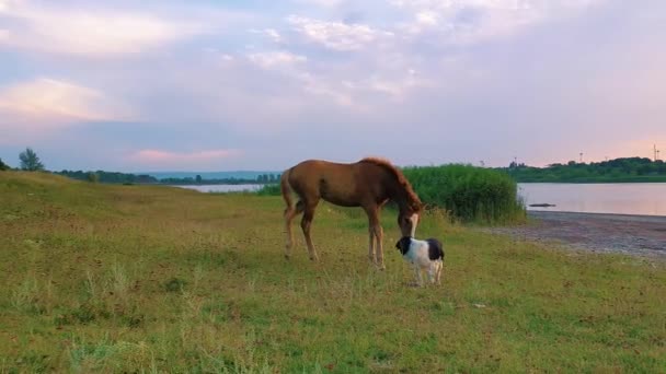 Hond Heeft Gevangen Een Vis Uit Vijver Niet Klaar Het — Stockvideo