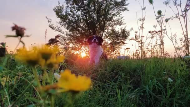 Portret Van Een Hond Poseren Natuur Een Zomer Bloeiende Weide — Stockvideo