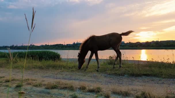 Foal Grazing Grass Sunset Background Idyllic Countryside Scene Red Colt — Stock Video