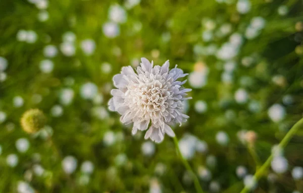 White form of Field scabious (Knautia arvensis) flowering on a g — Stock Photo, Image