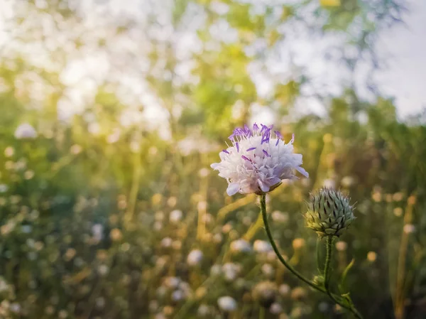 White form of Field scabious (Knautia arvensis) with pist purple — стоковое фото