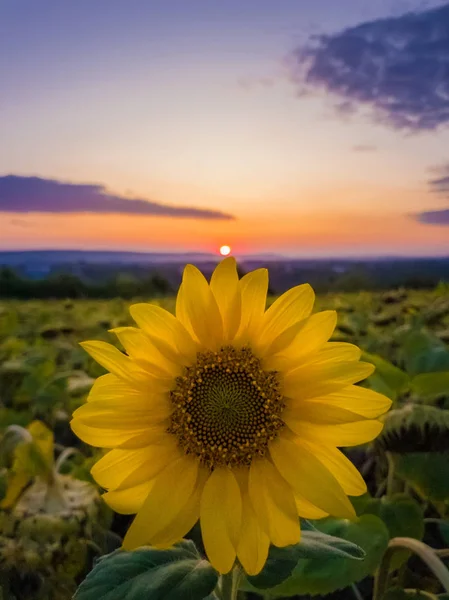 Coucher de soleil vibrant d'automne comme cercle solaire touchant un riche tournesol pe — Photo