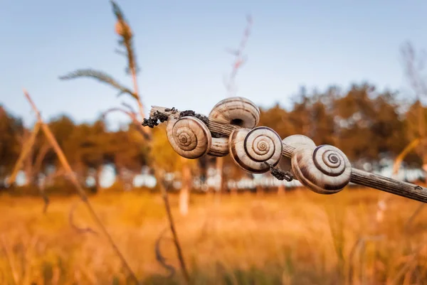 Muitas conchas de caracol em uma planta seca no campo perto da floresta — Fotografia de Stock