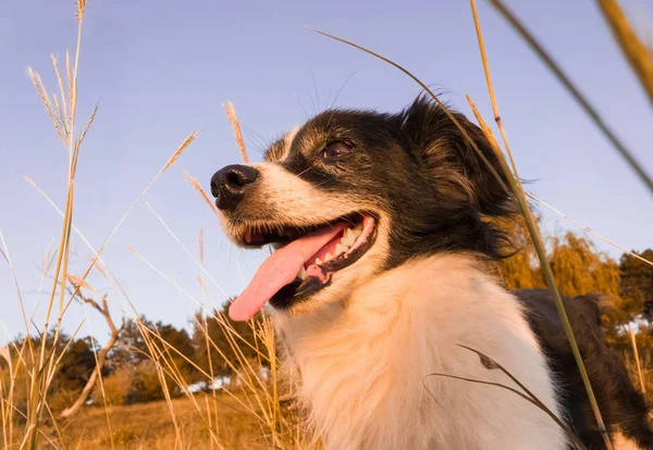 Крупный план портрета веселой старой собаки, стоящей на сухой траве — стоковое фото