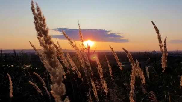 Pôr Sol Vibrante Como Visto Através Das Sementes Plantas Junco — Vídeo de Stock