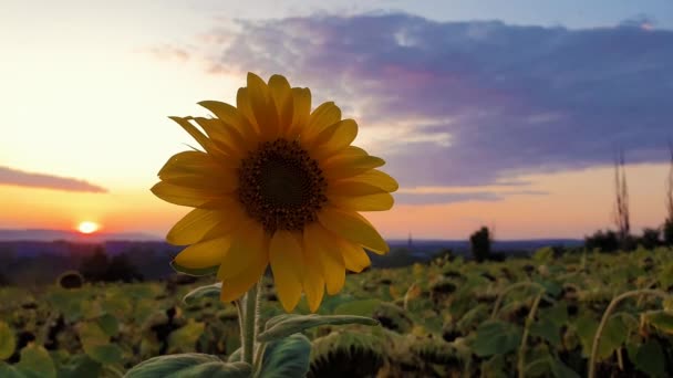 日没の空の背景の上にヒマワリの収穫フィールド 農場で黄金の秋の夕方にヒマワリの作物の中で単一の遅い開花植物 — ストック動画