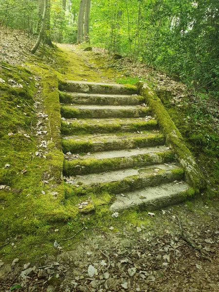 Yeşil yosunlarla kaplı ormanda antik taş merdiven basamakları. Benim