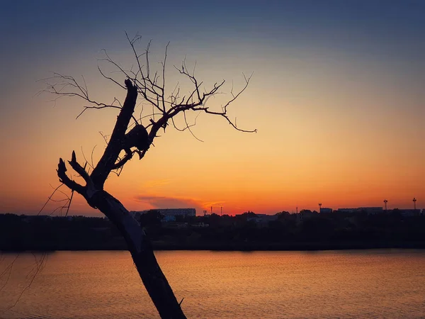 夕日の空の背景の上に孤独な乾燥した木のシルエット。アブストラ — ストック写真