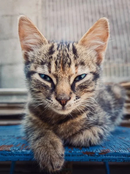 스핑크스처럼 야외에서 포즈를 취하는 아름다운 회색 3 개월 새끼 고양이 — 스톡 사진