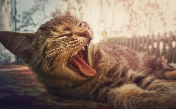 O 누워 있는 것처럼 졸린 줄무늬 고양이 하품의 닫기 사진 — 스톡 사진
