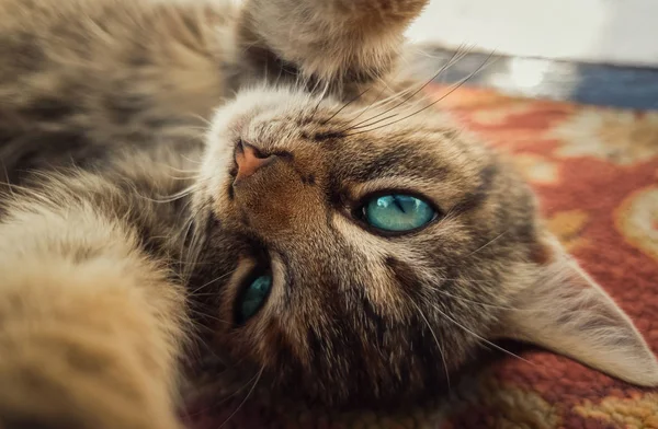 웃는 작은 새끼 고양이의 자화상을 클로즈업 한 아름다운 푸른 EY — 스톡 사진