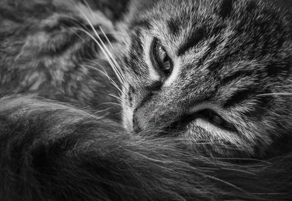 Close Marvelous Black White Portrait Moody Kitten Lying Thoughtful Striped — Stock Photo, Image