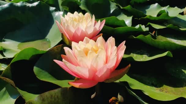 Gölette Çiçek Açan Mercan Pembesi Rengini Kapatın Göl Yüzeyinde Çiçek — Stok video