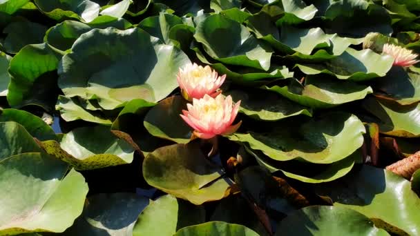 Gölette Çiçek Açan Mercan Pembesi Rengini Kapatın Göl Yüzeyinde Çiçek — Stok video