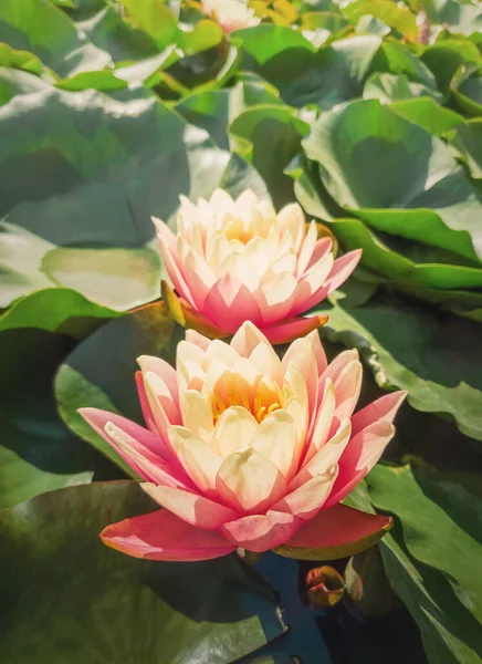 Close Two Blooming Coral Pink Color Water Lilies Pond Natural — Stock Photo, Image