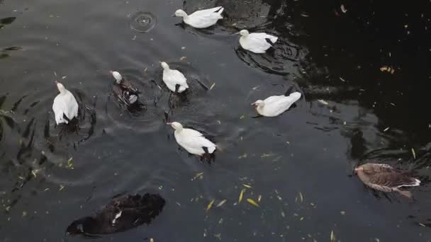 Gölette Yüzen Siyah Bir Kuğunun Insanların Suya Yiyecek Atmasını Bekleyen — Stok video