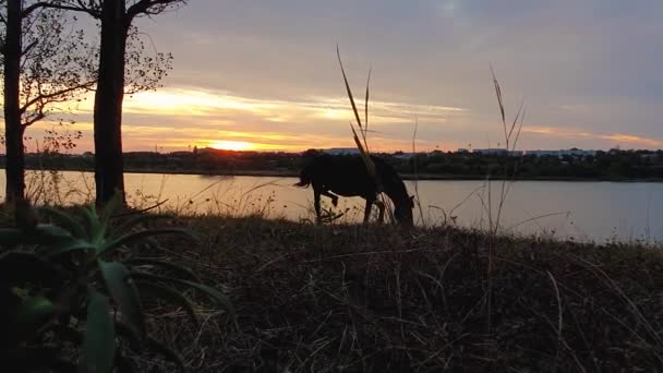 Scena Zachodu Słońca Końską Sylwetką Wypasającą Trawę Jesiennym Pastwisku Wzgórzu — Wideo stockowe