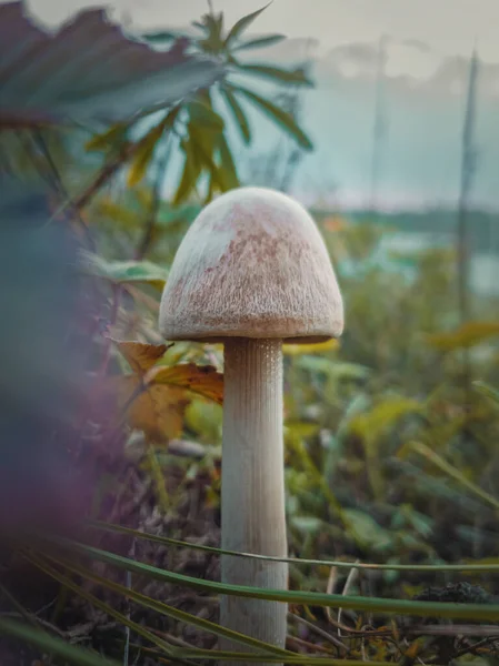 Zblízka Svislý Záběr Jedné Divoké Houby Rostoucí Různých Vegetacích Náladové — Stock fotografie