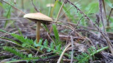 Farklı bitkiler arasında büyüyen tek bir yabani mantarı kapatın. Huysuz sonbahar manzarası, çayır üzerinde beyaz mantar türleri olan doğa tazeliği. Sonbahar mevsimi atmosferi.