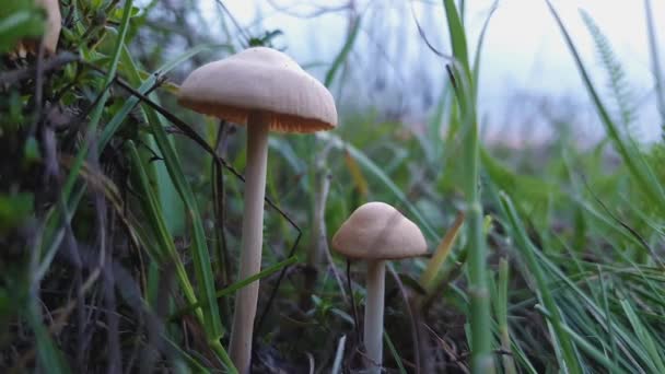 Primer Plano Dos Diminutos Hongos Venenosos Que Crecen Través Vegetación — Vídeo de stock