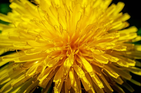 dandelion, yellow dandelion,  dandelion flower close up