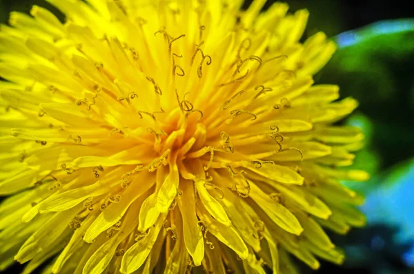 dandelion, yellow dandelion,  dandelion flower close up