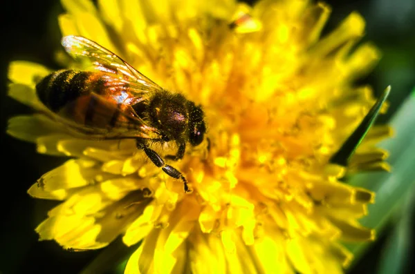 タンポポ 黄色のタンポポに蜂蜂をクローズ アップ — ストック写真