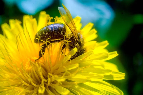 Löwenzahn Biene Biene Auf Gelbem Löwenzahn Biene Aus Nächster Nähe — Stockfoto